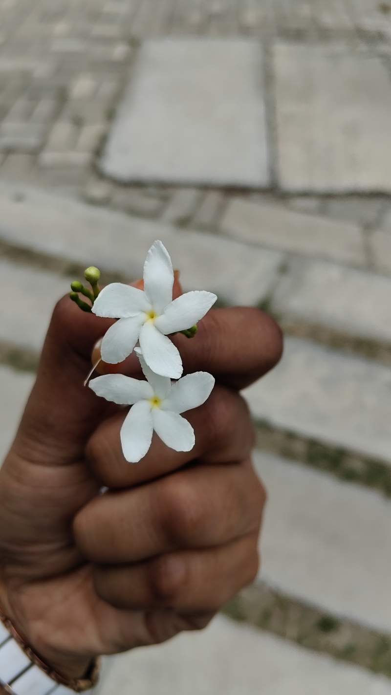 Jannatul Ferdaous